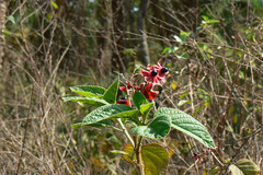 Clerodendrum viscosum